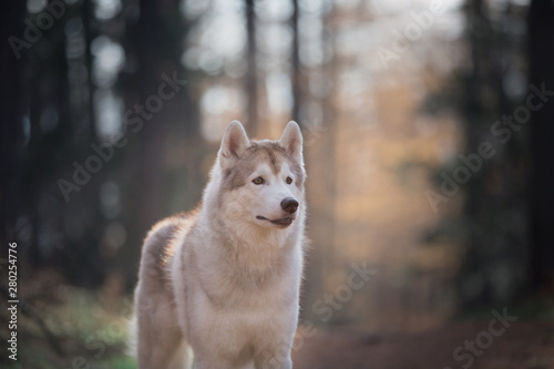 Beautiful and free Beige dog breed Siberian Husky standing in the bright fall forest at sunset