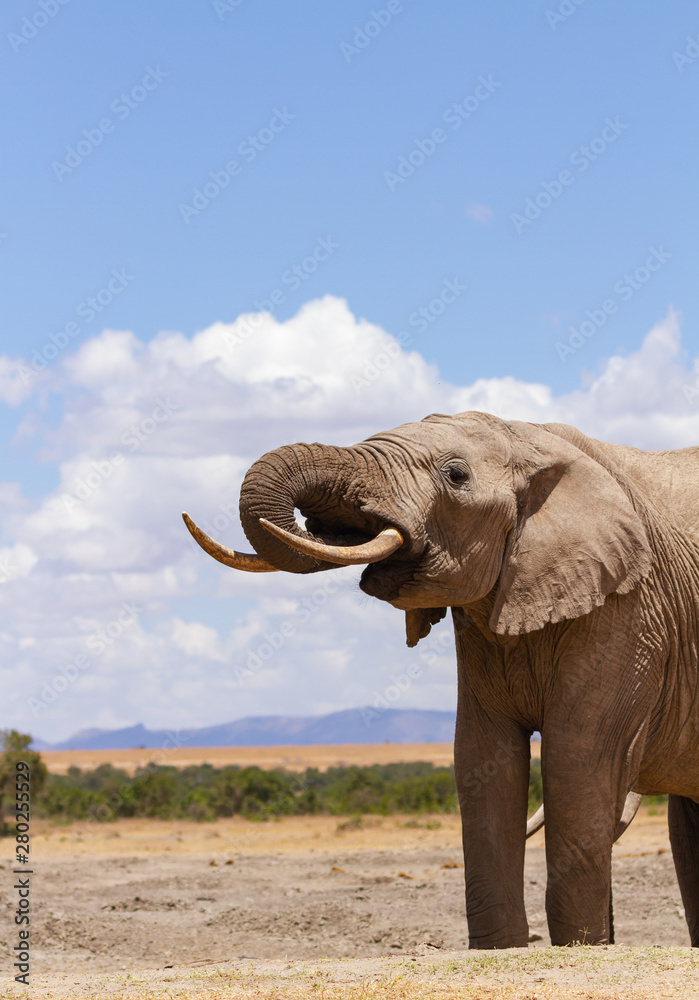 Fototapeta premium Elephant loxodonta africana trunk in mouth drinking water Sweetwaters waterhole Ol Pejeta Conservancy Kenya East Africa blue sky distant landscape vertical photo ground level copy space
