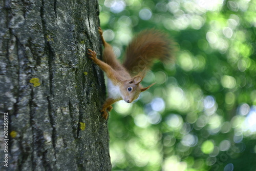 squirrel on tree © Mikhail