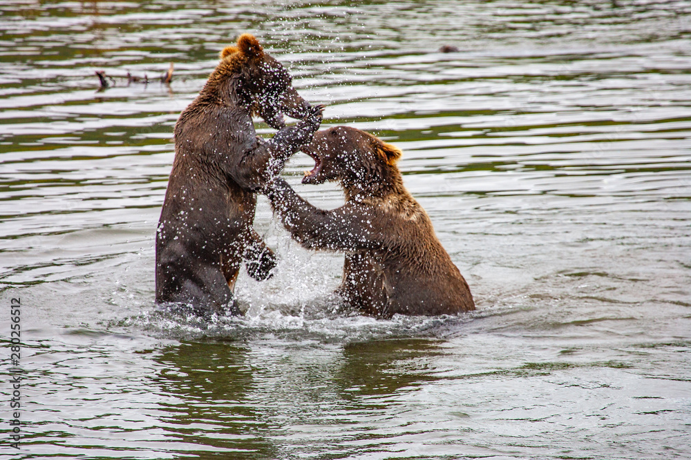 Fototapeta premium Grizzly bears fishing for salmon at Brooks Falls, Katmai NP, Alaska
