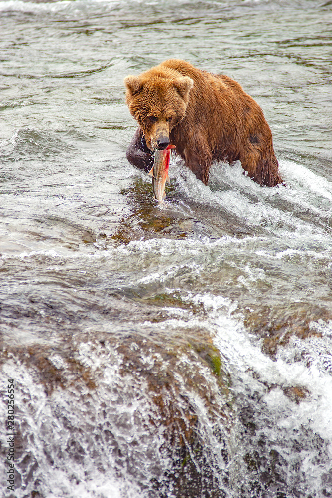Grizzly bears fishing for salmon at Brooks Falls, Katmai NP, Alaska