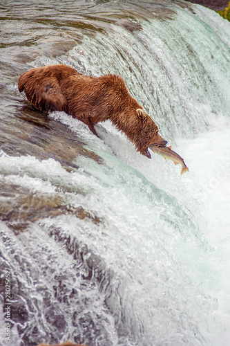 Grizzly bears fishing for salmon at Brooks Falls, Katmai NP, Alaska