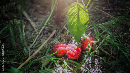Fresh growing raspberries plant in forest green leaves harvesting