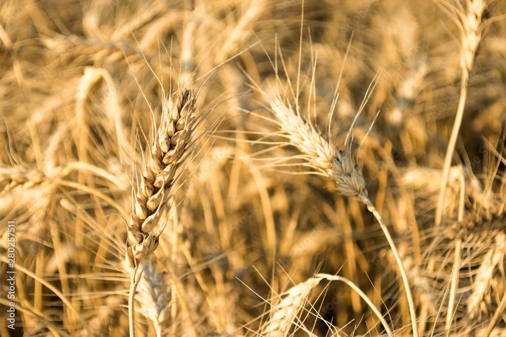 Golden wheat field as background. Autumn landscape of yellow rye field with sunshine Golden wheat field as background. Autumn landscape of yellow rye field with sunshine