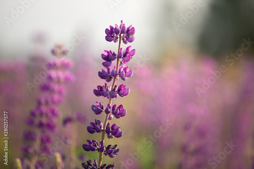 Blooming lupine flowers. Violet and pink lupin in meadow. Colorful bunch of lupines summer flower background.