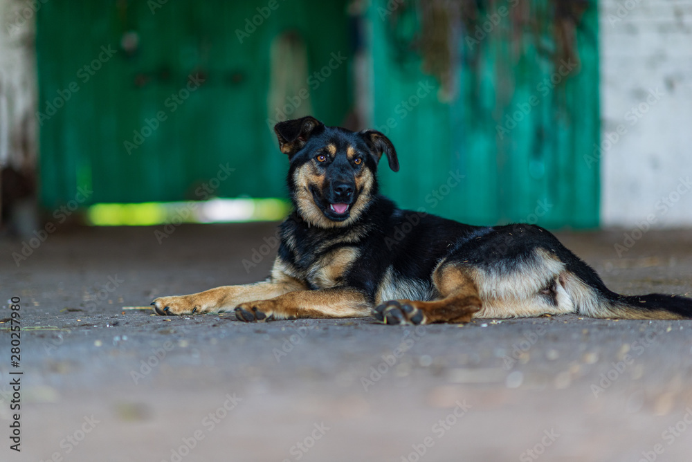 The guard dog lies on the concrete floor. The guard dog lies on the concrete floor.