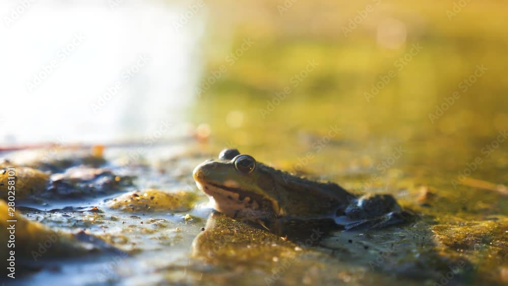 Green frog in the pond in a lifestyle swamp. Rana Esculenta . frog on nature in water. wild animal concept Green frog in the pond in a lifestyle swamp. Rana Esculenta . frog on nature in water. wild animal concept
