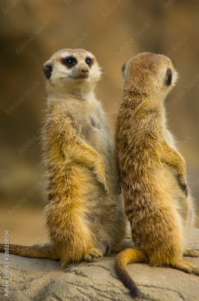 Fototapeta premium meerkat on guard