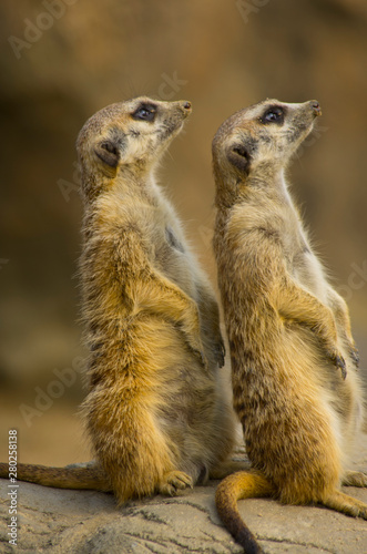 meerkat on guard © Hakgoo