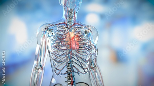 Woman body anatomy medicine heart blood vessels veins arteries