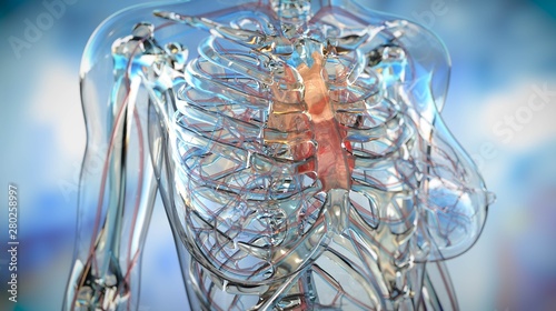 Woman glass heart anatomy medicine blood vessels veins arteries
