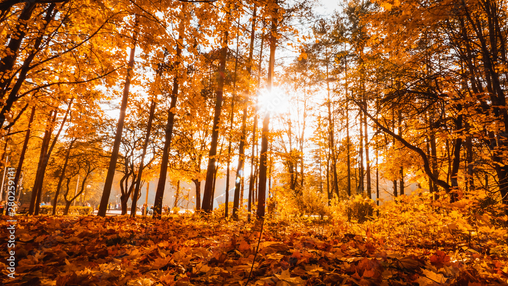 Autumn in the forest - Landscape - Background beautiful