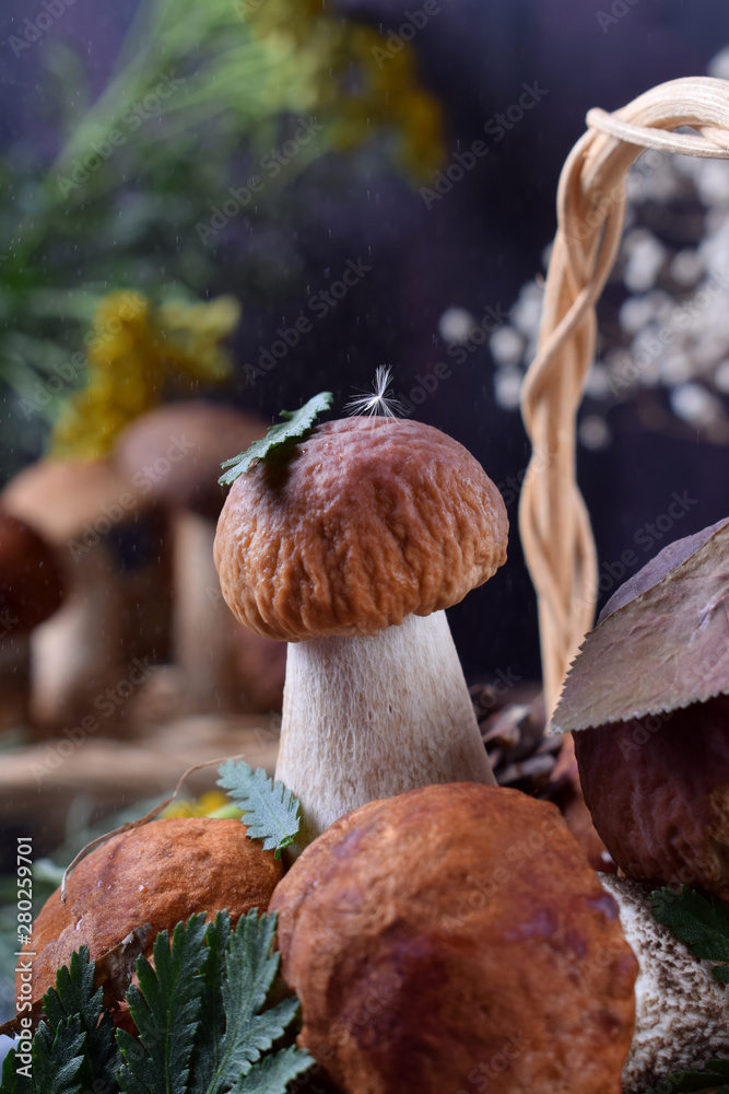 Little boletus edulis with a leaf on its cap in the rain in wicker basket Little boletus edulis with a leaf on its cap in the rain in wicker basket