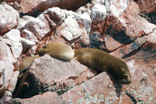 Aquatic birds at Paracas National Reservation, or the Peruvian Galapagos. At the reserve there are the Islas Ballestas, islands which are off limits to people, but boat tours can get close photo