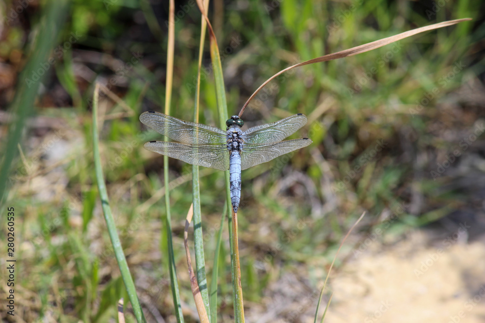 Blaue Libelle auf einem Grashalm Blaue Libelle auf einem Grashalm