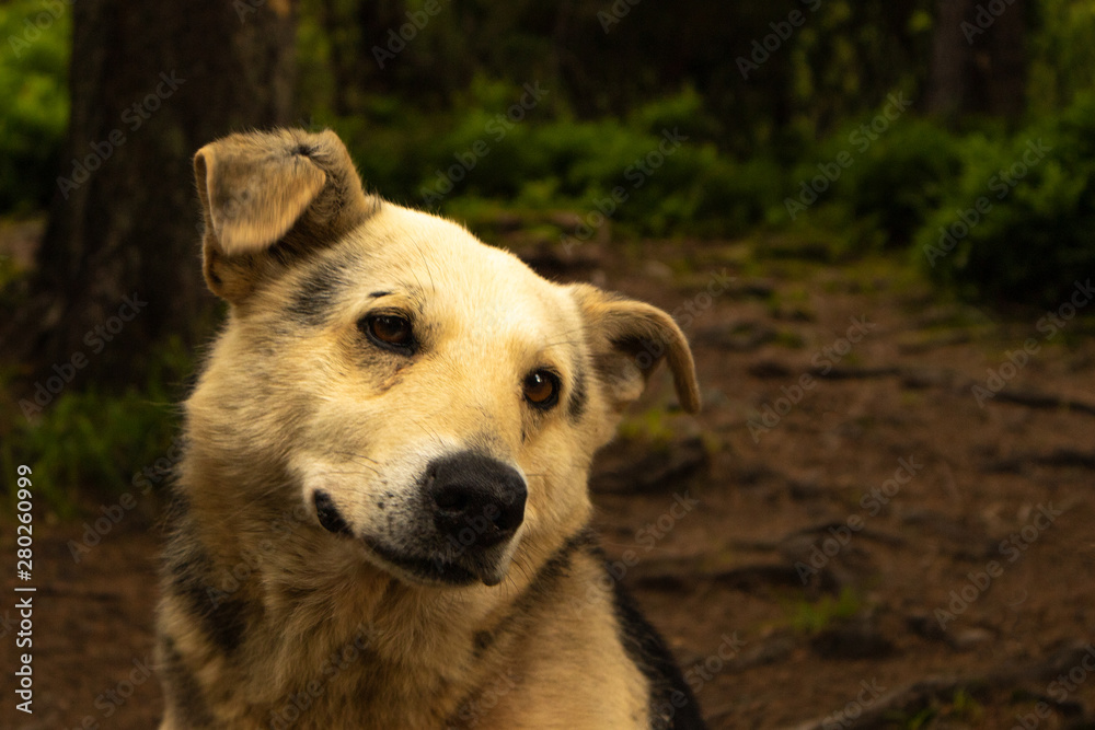Portrait of a sad dog in the forest. Portrait of a sad dog in the forest.