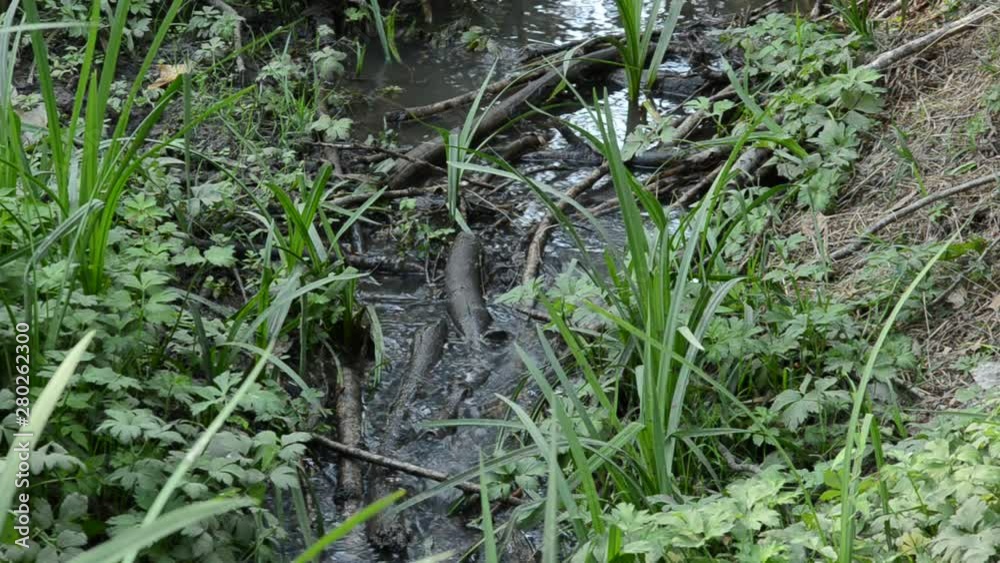 Drying up creek with water among grass and trees Drying up creek with water among grass and trees