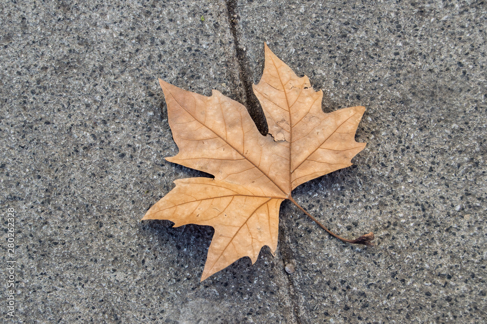 dry leaf fall on an asphalt floor dry leaf fall on an asphalt floor