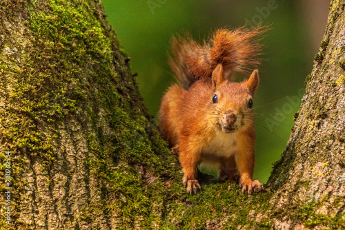 Portrait of a squirrel sitting on a tree. © shymar27