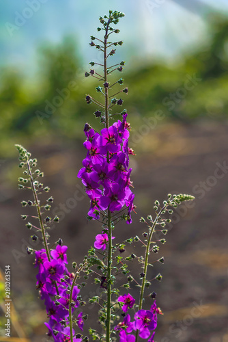 Beautiful purple field flower. Verbascum phoeniceum photo