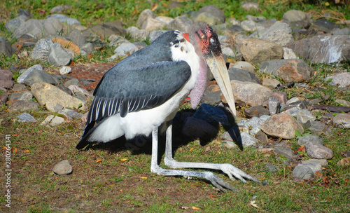 The Marabou Stork, Leptoptilos crumeniferus, is a large wading bird in the stork family Ciconiidae. It breeds in Africa south of the Sahara.