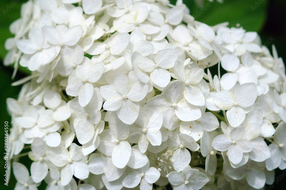Bright white blossoms of hydrangeas in the garden. Bright white blossoms of hydrangeas in the garden.