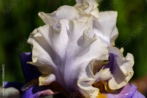 Close-up of white petal of a flower Bearded Iris, Wabash grade