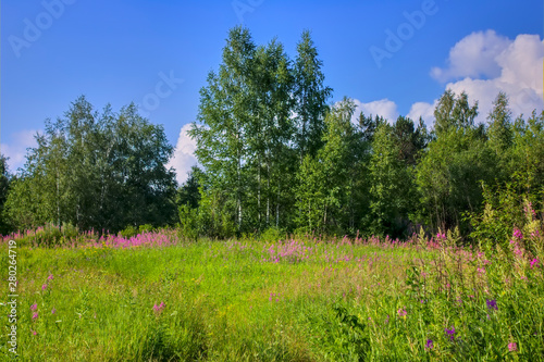 Summer meadow landscape with green grass and wild flowers on the background of a forest.