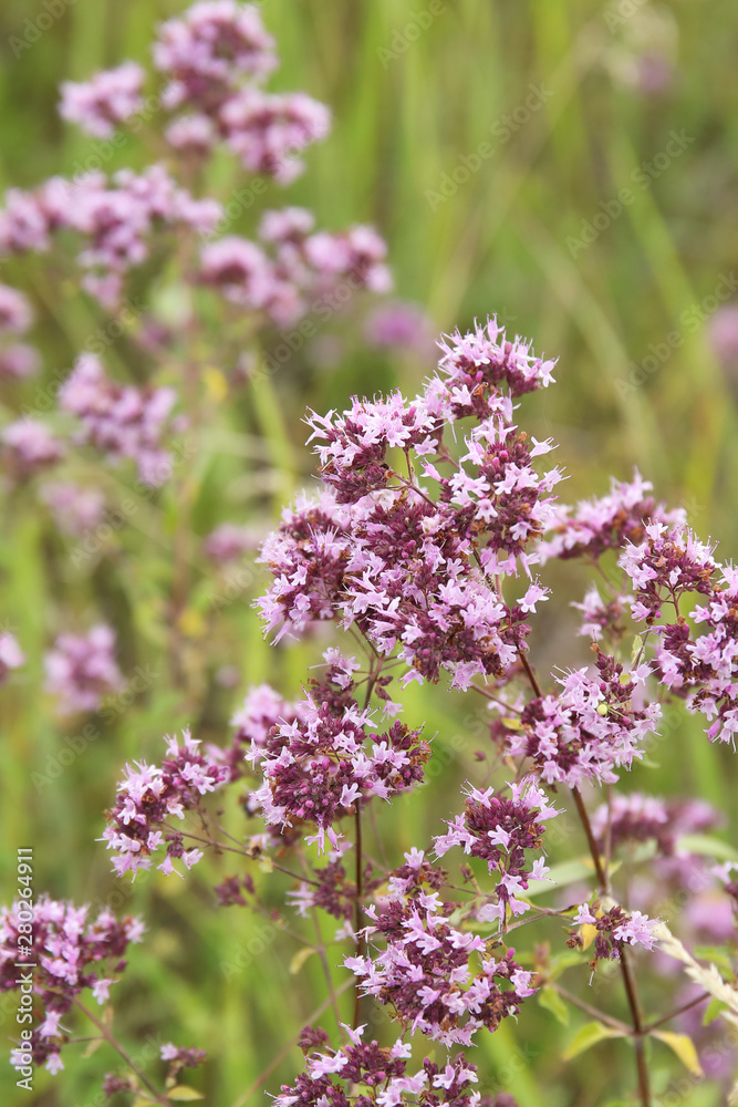 Naklejka premium oregano flowers and grass in the garden
