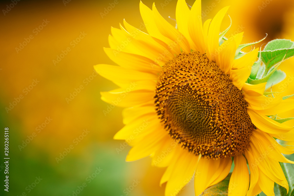 Obraz premium Sunflower field - bright yellow flowers, beautiful summer landscape