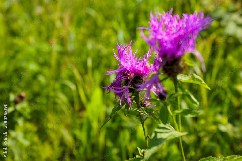 Flower burdock on a blurred background close-up. Bright flower burdock on a blurred background close-up. Flower burdock on a blurred background close-up. Bright flower burdock on a blurred background close-up.