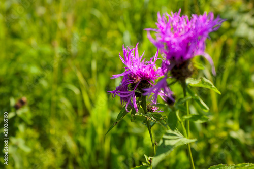 Flower burdock on a blurred background close-up. Bright flower burdock on a blurred background close-up. © Anatoliy