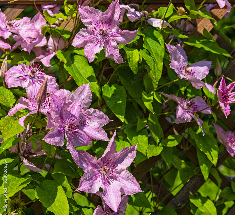 Pink clematis in the garden Pink clematis in the garden