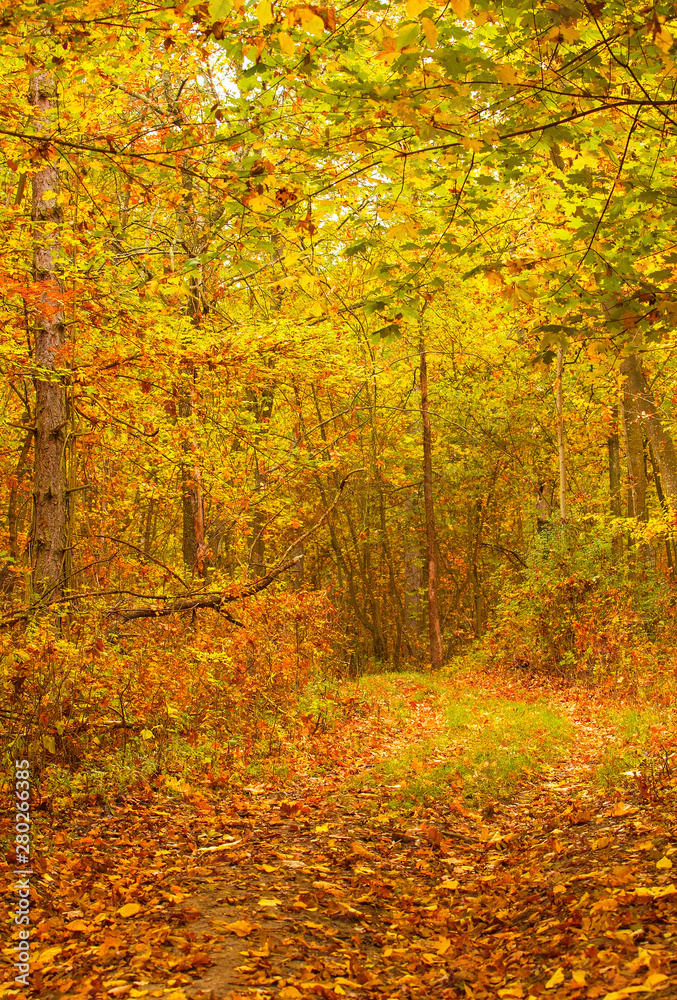 Nice autumnal scene in the forest Nice autumnal scene in the forest