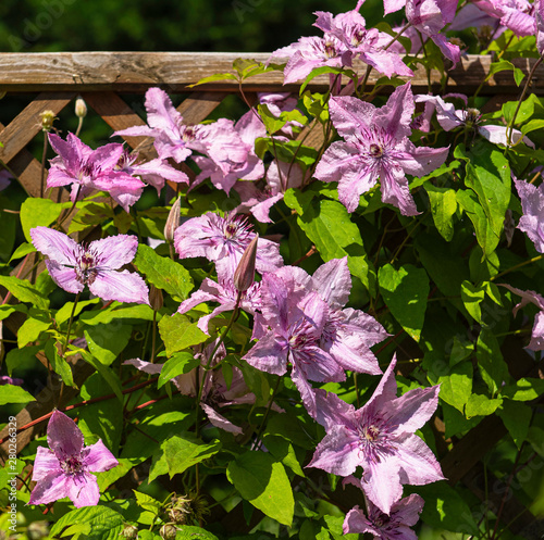 Pink clematis in the garden