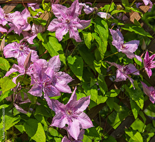 Pink clematis in the garden