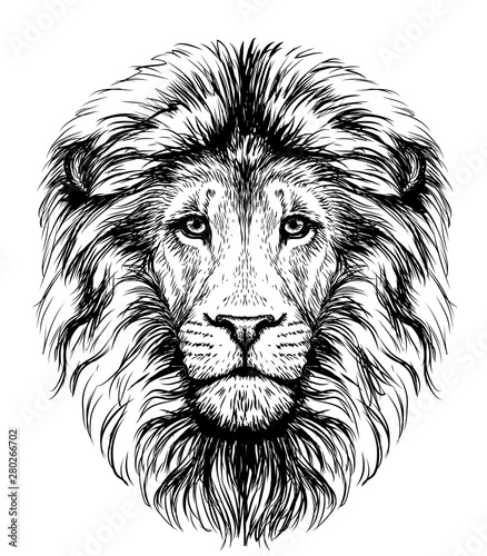 Lion. Sketchy, graphical, black and white  portrait of a lion's head on a white background.