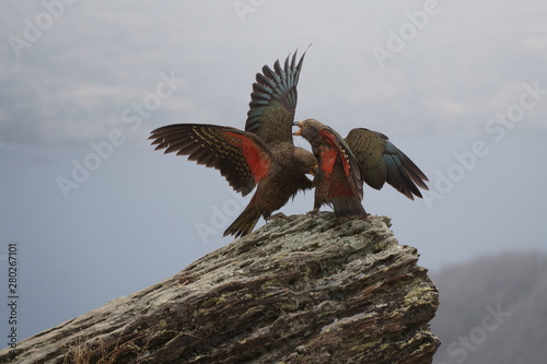 Photography Two kea birds in new zealand playing on rock