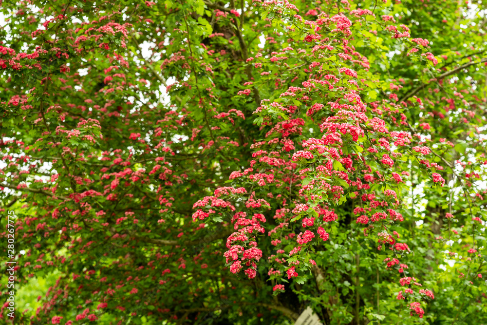 hawthorn on a tree in spring in bloom,.tree bush with flowers in spring