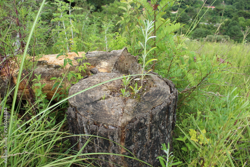 Obraz premium stump in the forest