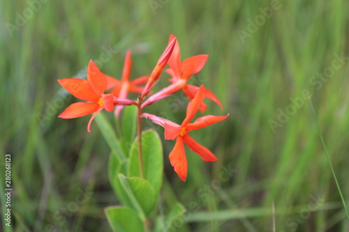 red flower on green background of leaves