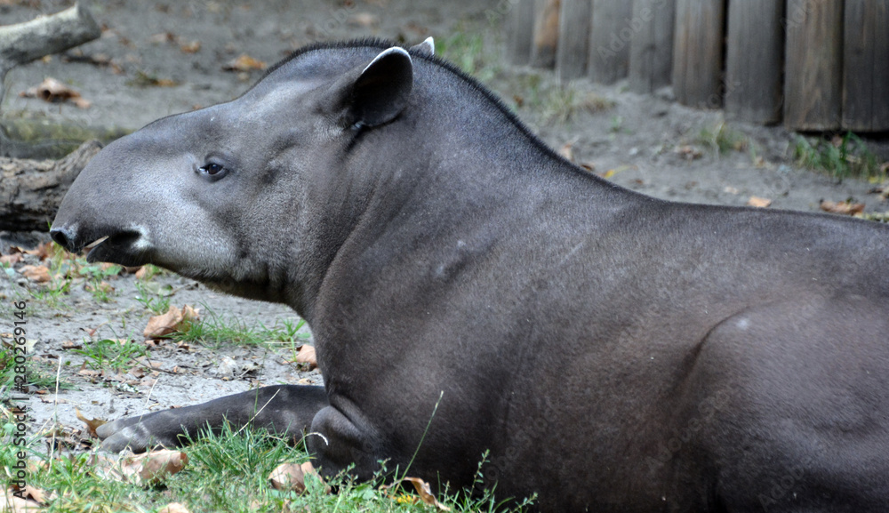 The South American tapir (Tapirus terrestris), Brazilian tapir (from the  Tupi tapi'ira), lowland tapir or (in Portuguese) anta, is one of five  species in the tapir family Stock Photo | Adobe Stock