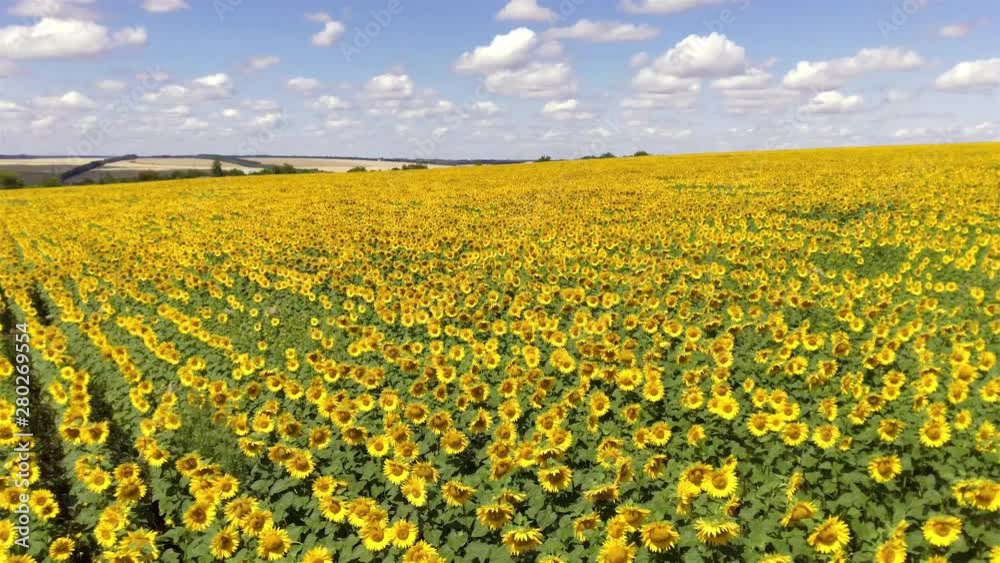 Flying over a Sunflower field, drone moving across a yellow field of sunflowers, aerial view of a sunflower field during the summer, summer landscape of a sunflower crop