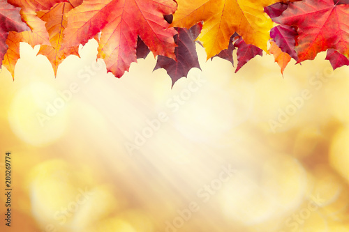 Beautiful golden autumn blurred background with a border of maple leaves