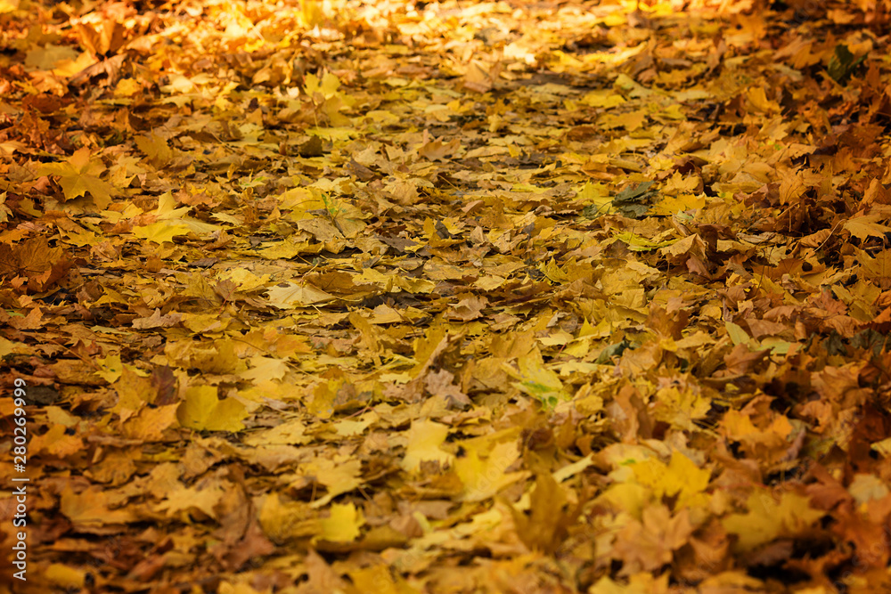autumn fallen yellow leaves background