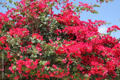 florida small red flowers nature garden © Wadila