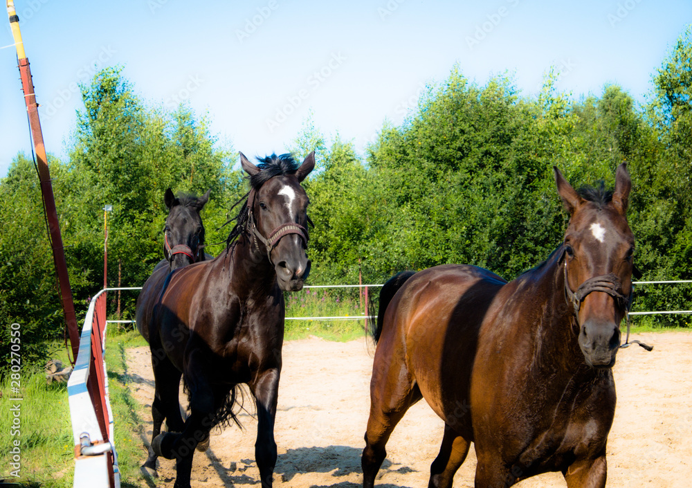 Brown horse on a walk. The owners brought their mares to run in the aviary. Young stallions. Slender croup, graceful movements. Elegant hairstyles for hair. Summer. Sunny day. Brown horse on a walk. The owners brought their mares to run in the aviary. Young stallions. Slender croup, graceful movements. Elegant hairstyles for hair. Summer. Sunny day.