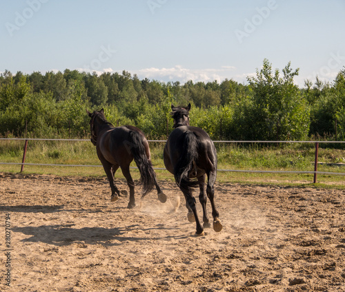 Brown horse on a walk. The owners brought their mares to run in the aviary. Young stallions. Slender croup, graceful movements. Elegant hairstyles for hair. Summer. Sunny day. © Viktor