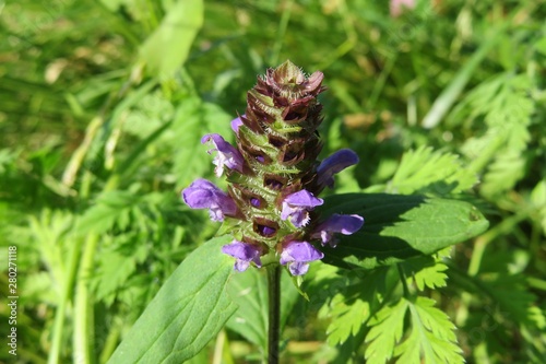 Beautiful prunella flower on the meadow in spring, closeup photo