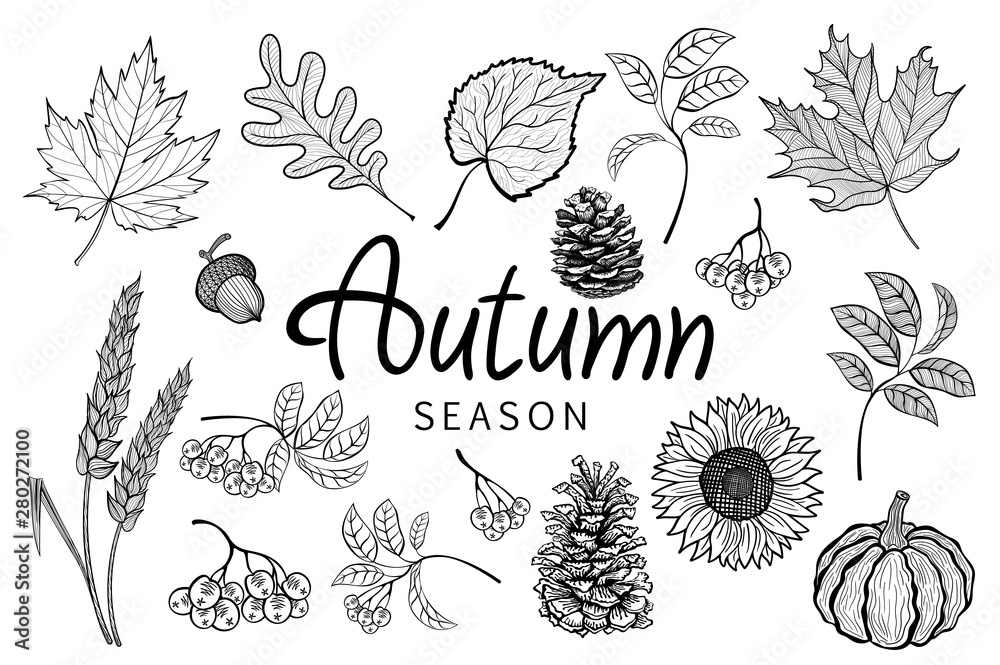 Fototapeta premium Autumn season. oak leaf, maple, fir-cone, acorn, mountain ash, pumpkin, sunflower, ears of wheat. Can be used for poster, banner, flyer, invitation, website or greeting card Vector illustration eps 10